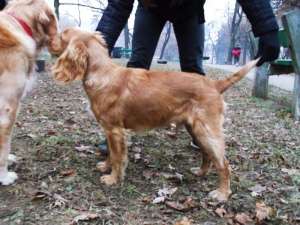 Ofer spre monta Cocker Spaniel auriu !