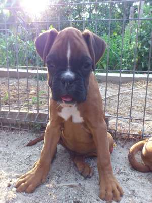 vand pui boxer german
