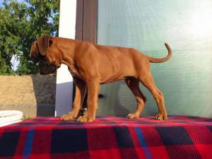 vand pui boxer german