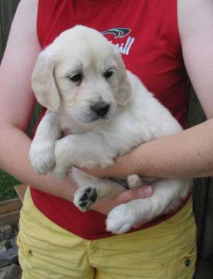 pui golden retriever cu pedigree