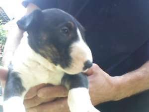 vand femela bullterrier de 6 saptamani