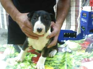 vand femela bullterrier de 6 saptamani