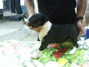 vand femela bullterrier de 6 saptamani