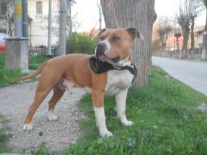 Ofer mascul amstaff spre monta