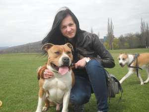 Ofer mascul amstaff spre monta