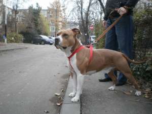 Ofer mascul amstaff spre monta