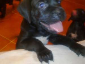 Vand cane corso pui