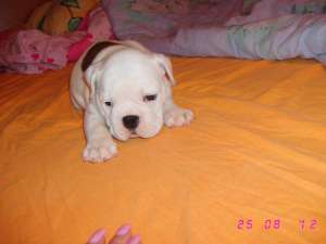 fetita buldog englez cu pedigree