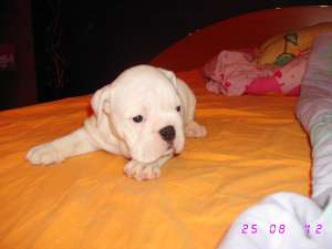 fetita buldog englez cu pedigree
