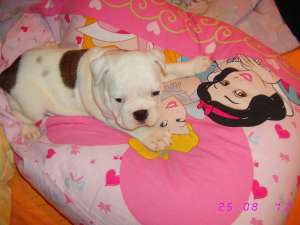 fetita buldog englez cu pedigree