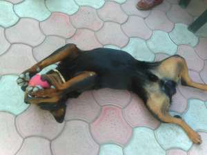 Ofer mascul rottweiler pentru monta