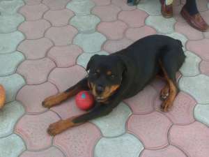 Ofer mascul rottweiler pentru monta
