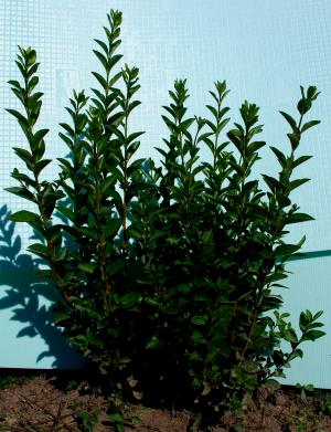 VAND LIGUSTRUM OVALIFOLIUM