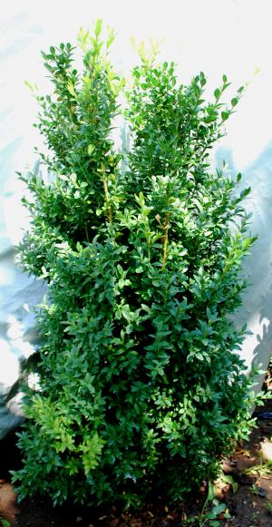 Buxus Sempervirens