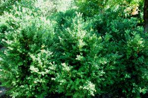 Buxus Sempervirens