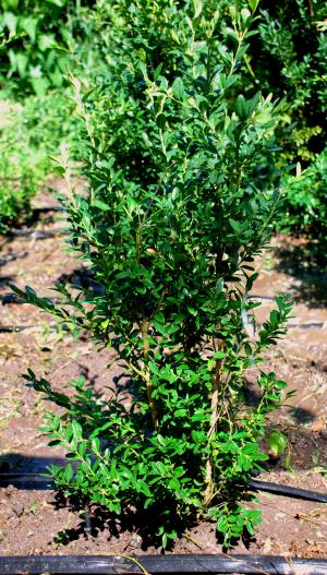 Buxus Sempervirens