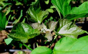 Catalpa