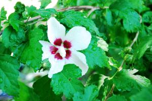 Hibiscus Syriacus