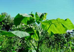 Paulownia Tomentosa