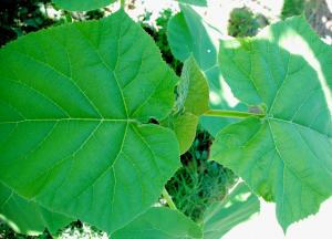 Paulownia Tomentosa