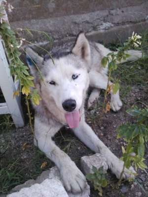 Vand caine husky cu ochii albastri