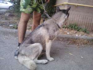 Vand caine husky cu ochii albastri