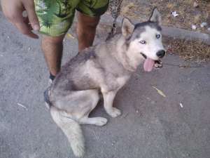 Vand caine husky cu ochii albastri