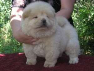 CHOW CHOW DE VANZARE