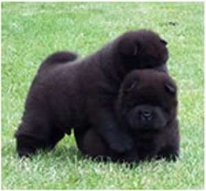 CHOW CHOW DE VANZARE