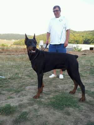 vand pui dobermann
