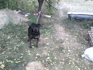 adoptie cane corso
