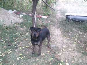 adoptie cane corso