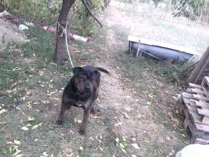 adoptie cane corso