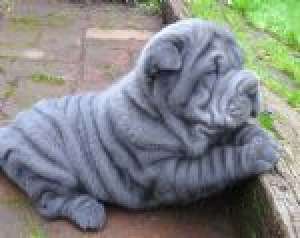 crescator vand pui shar pei deosebiti