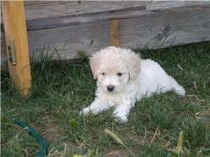 vand pui pudel(caniche)