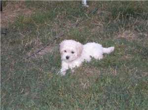 vand pui pudel(caniche)