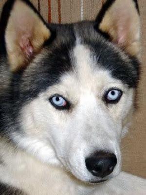 Caut mascul husky siberian pentru imperechiat !