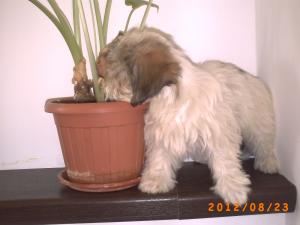 pui fetita de bichon havanez