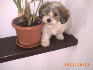 pui fetita de bichon havanez