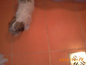 pui fetita de bichon havanez