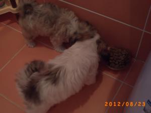 pui fetita de bichon havanez