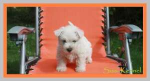 Westie minunati masculi si femele