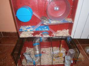 Donez Hamsteri