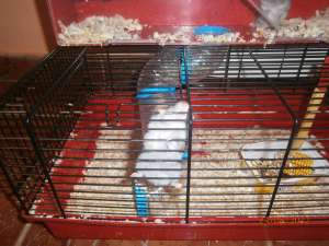 Donez Hamsteri