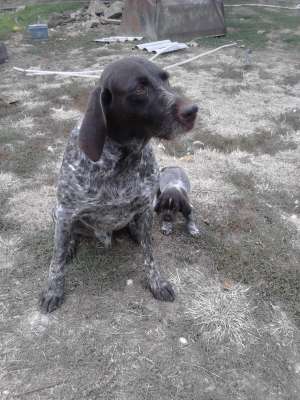 Ofer pentru monta Brac German cu pedigree
