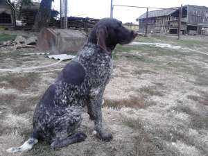 Ofer pentru monta Brac German cu pedigree