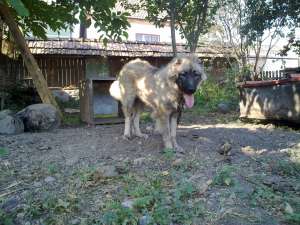 Ciobanesc Caucazian de vanzare