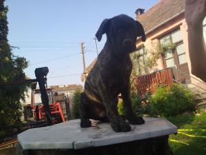 Vand pui Dogo Canario