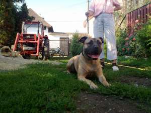 Femala Dogo-Canario