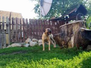 Femala Dogo-Canario